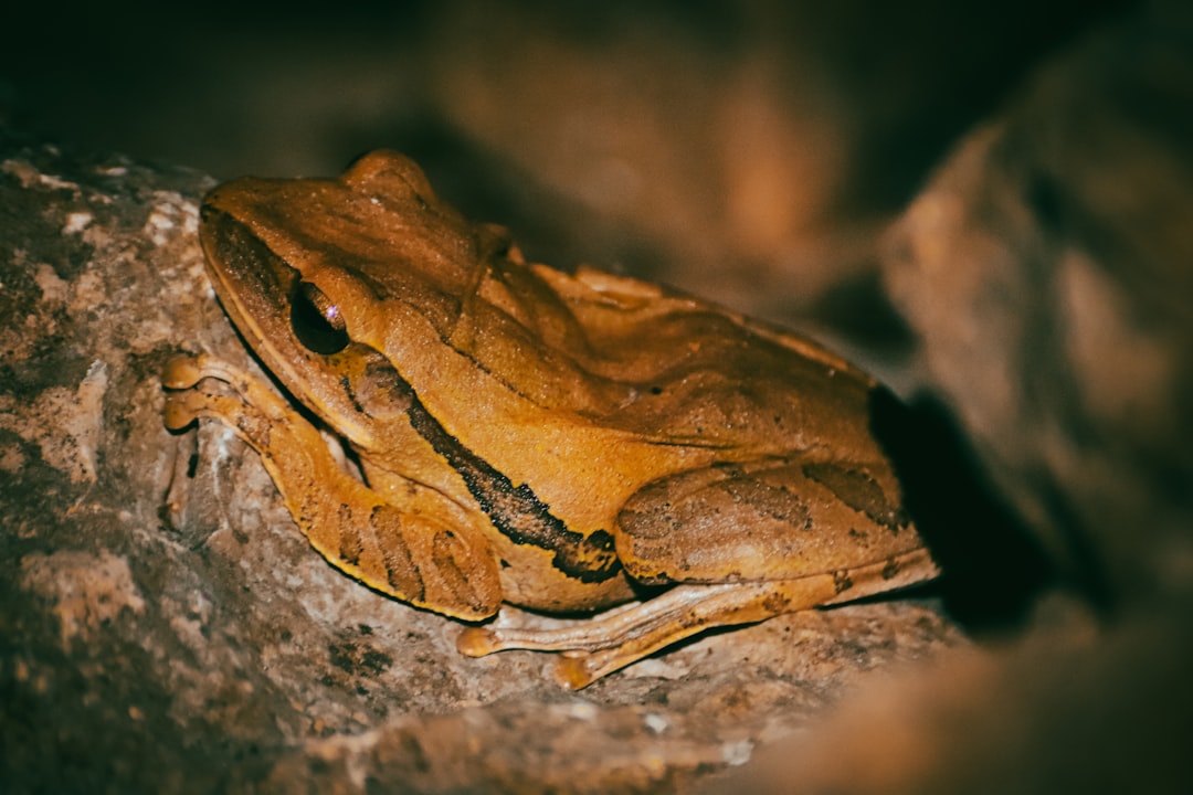 فن تصوير الوجوه (Headshots): التركيز على العيون والتعابير