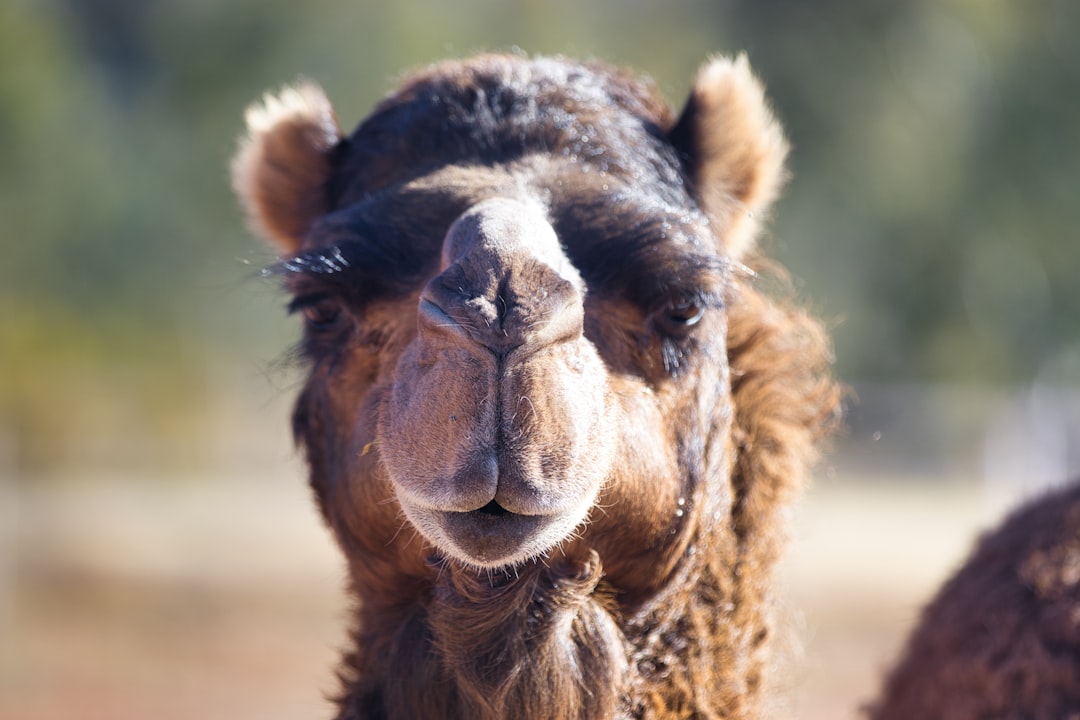 فن تصوير الوجوه (Headshots): التركيز على العيون والتعابير