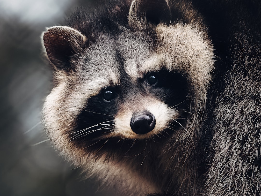 فن تصوير الوجوه (Headshots): التركيز على العيون والتعابير