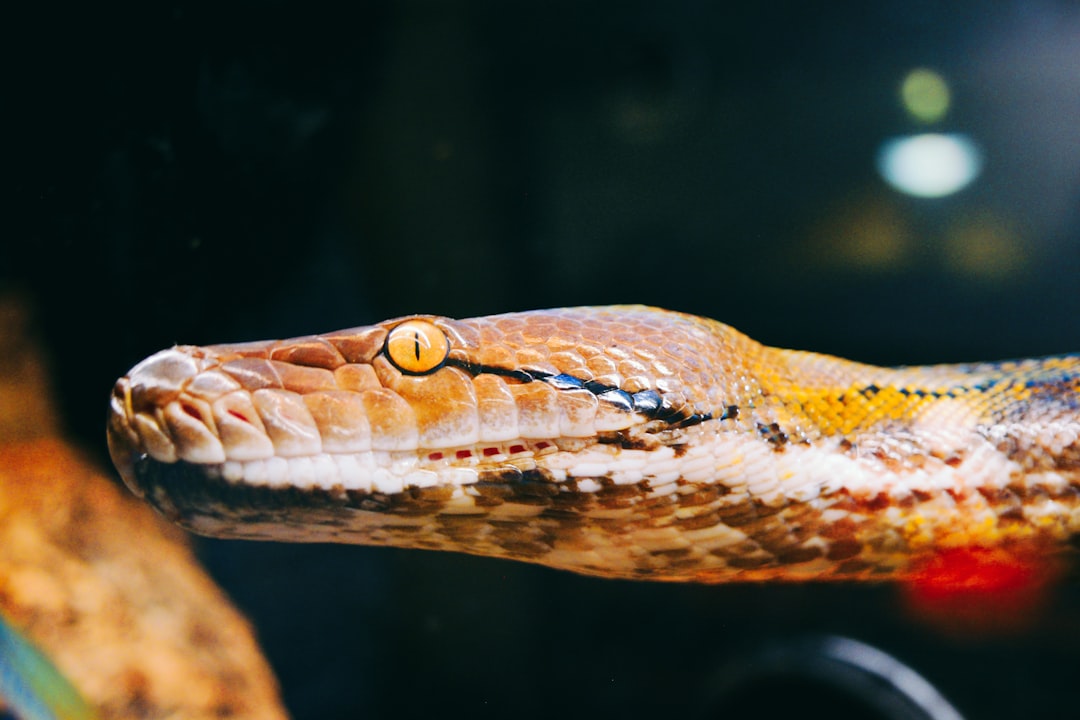 فن تصوير الوجوه (Headshots): التركيز على العيون والتعابير