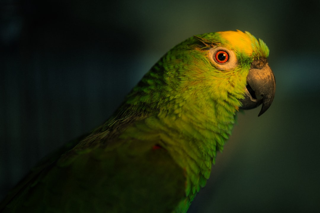 فن تصوير الوجوه (Headshots): التركيز على العيون والتعابير