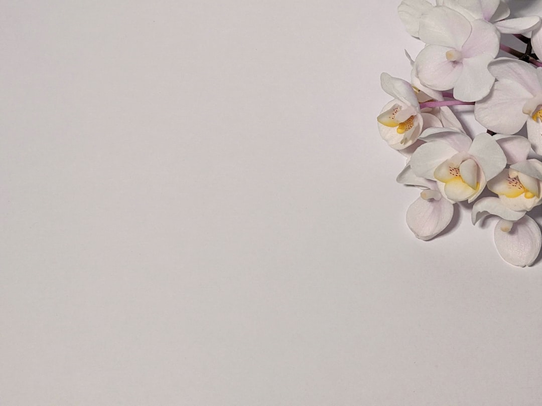 أهمية التصوير بخلفية بيضاء (White Background) لمتاجر سلة وزد