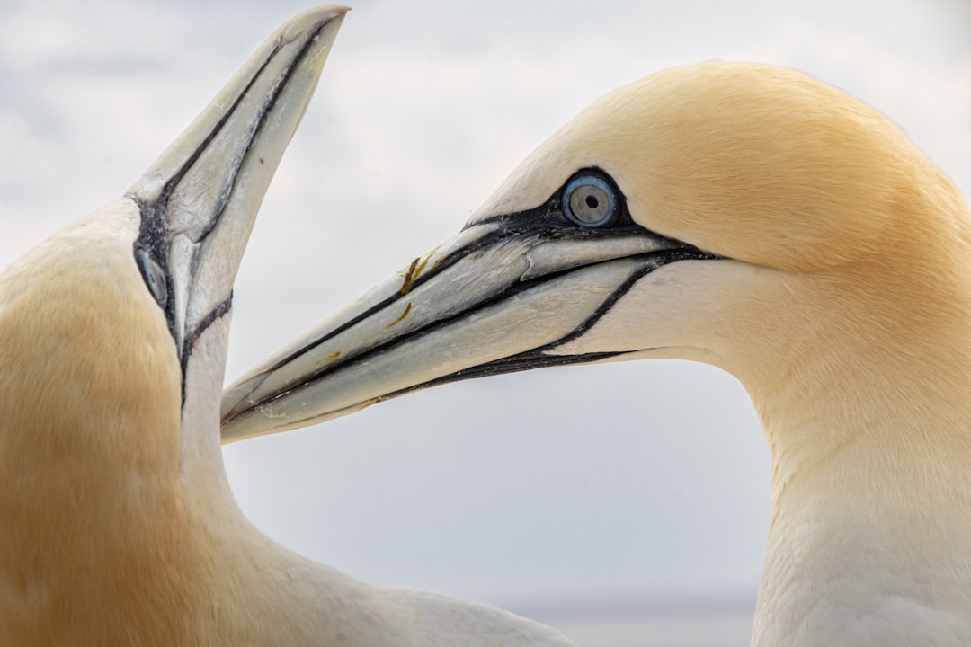 فن تصوير الوجوه (Headshots): التركيز على العيون والتعابير