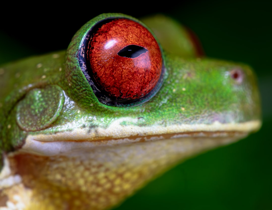فن تصوير الوجوه (Headshots): التركيز على العيون والتعابير
