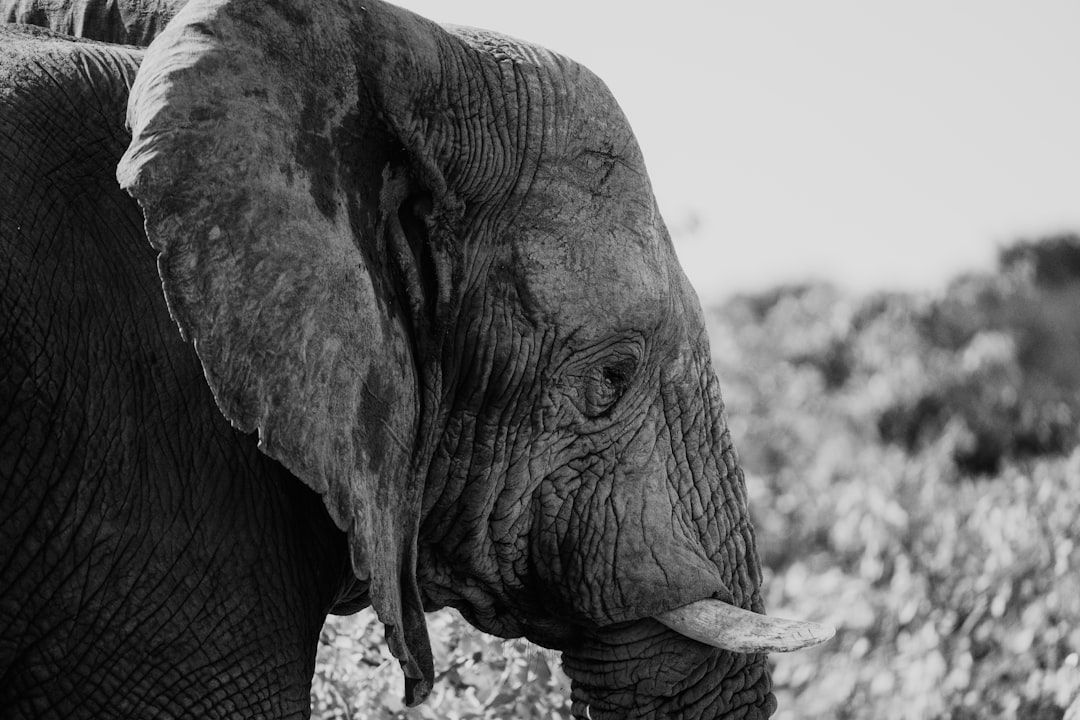 فن تصوير الوجوه (Headshots): التركيز على العيون والتعابير