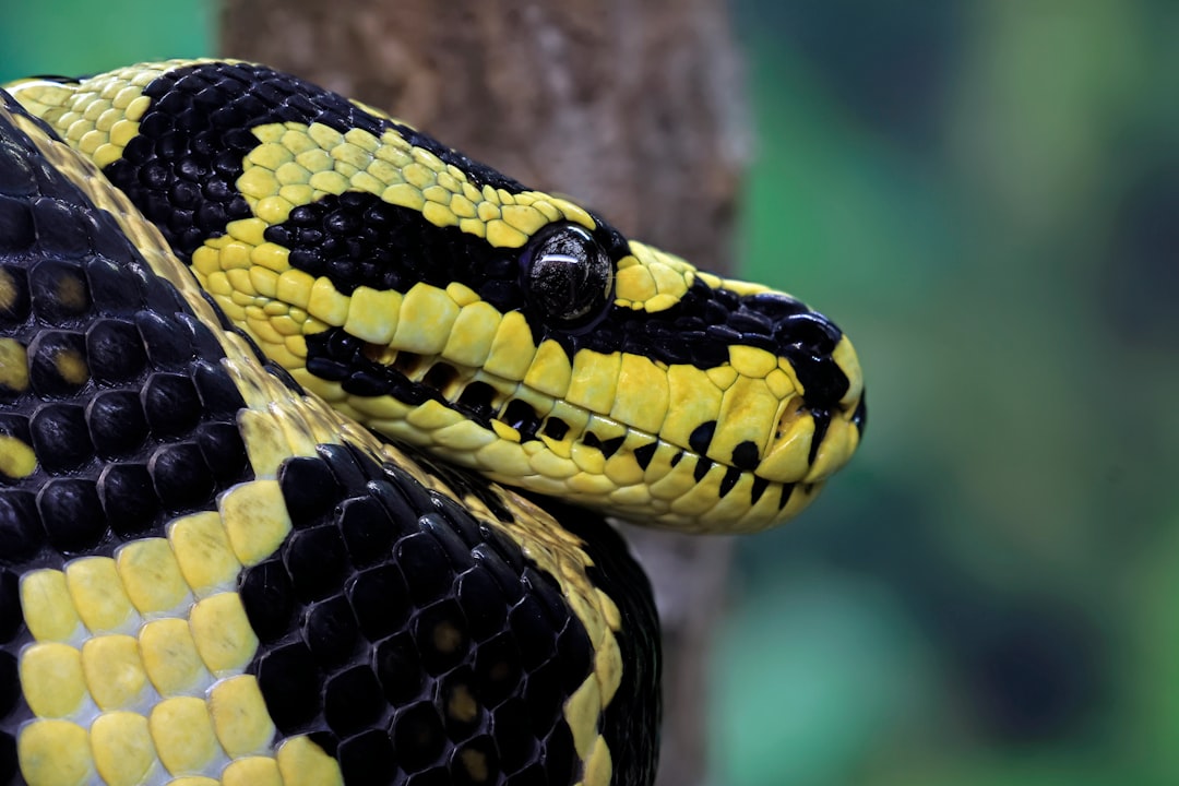 فن تصوير الوجوه (Headshots): التركيز على العيون والتعابير