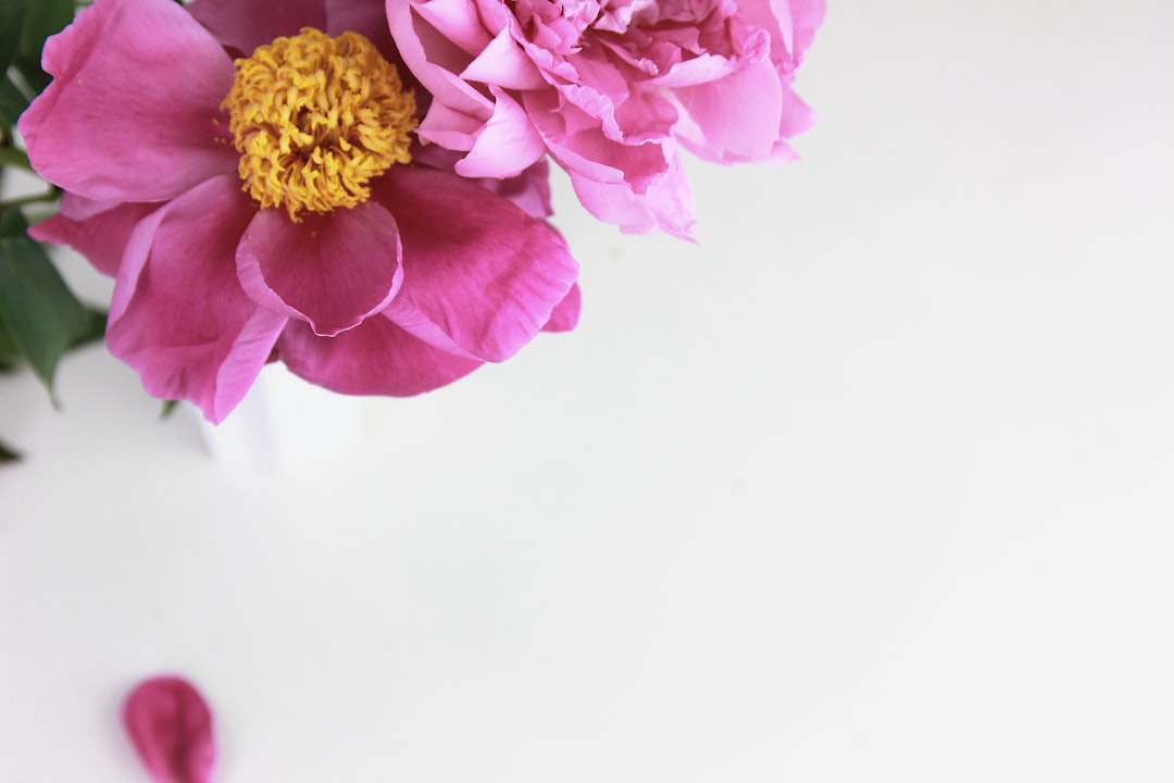 إنشاء محتوى بصري متكامل لحسابات السوشيال ميديا للمتاجر