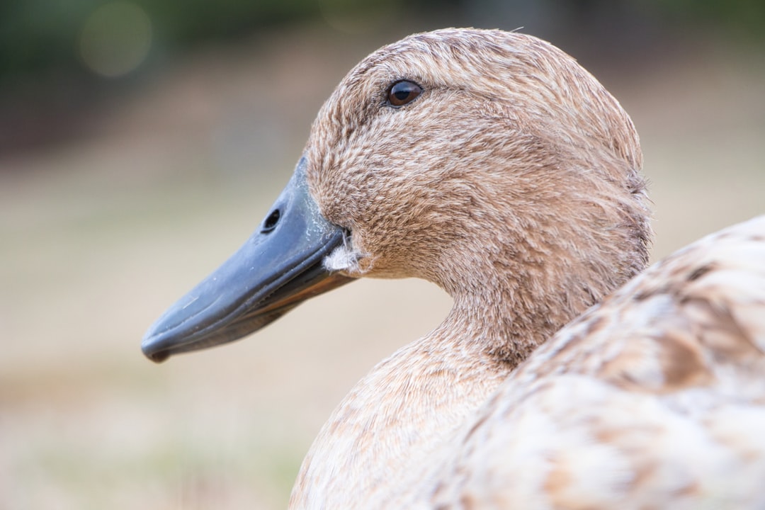 فن تصوير الوجوه (Headshots): التركيز على العيون والتعابير
