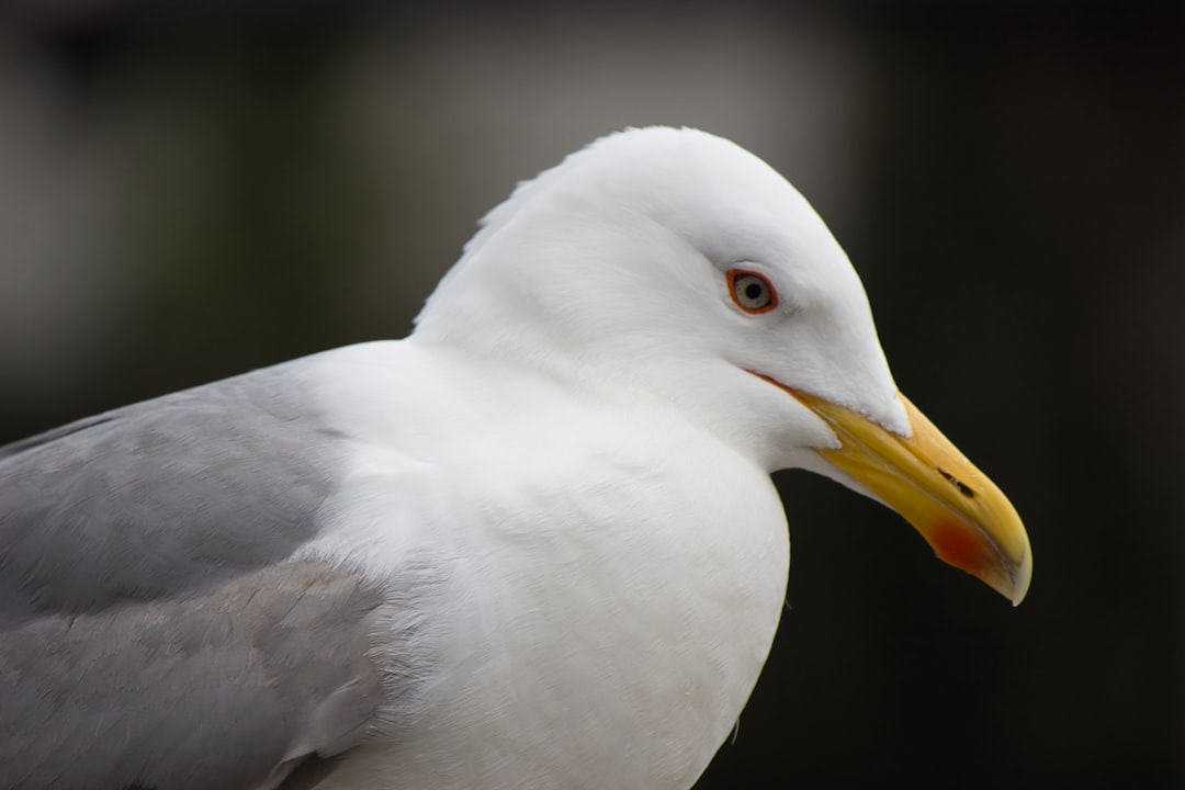 فن تصوير الوجوه (Headshots): التركيز على العيون والتعابير