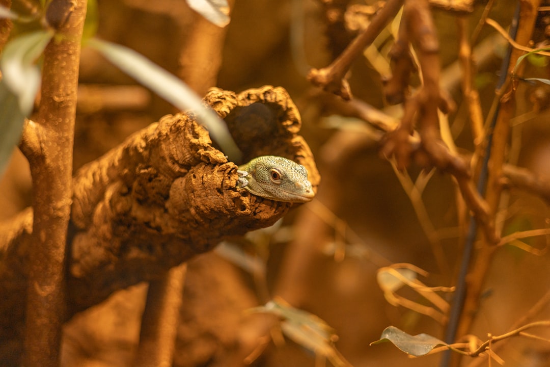 فن تصوير الوجوه (Headshots): التركيز على العيون والتعابير