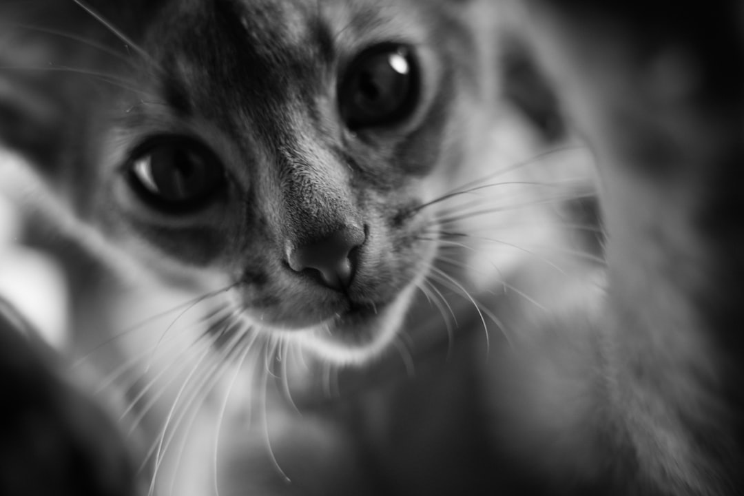 فن تصوير الوجوه (Headshots): التركيز على العيون والتعابير