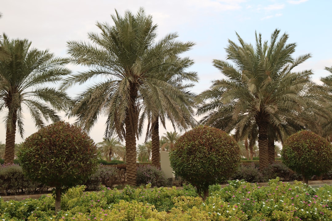 أفضل الأماكن الخارجية للتصوير في الرياض: توصيات طلال عوض