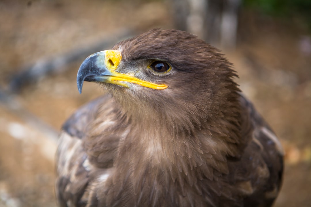 فن تصوير الوجوه (Headshots): التركيز على العيون والتعابير