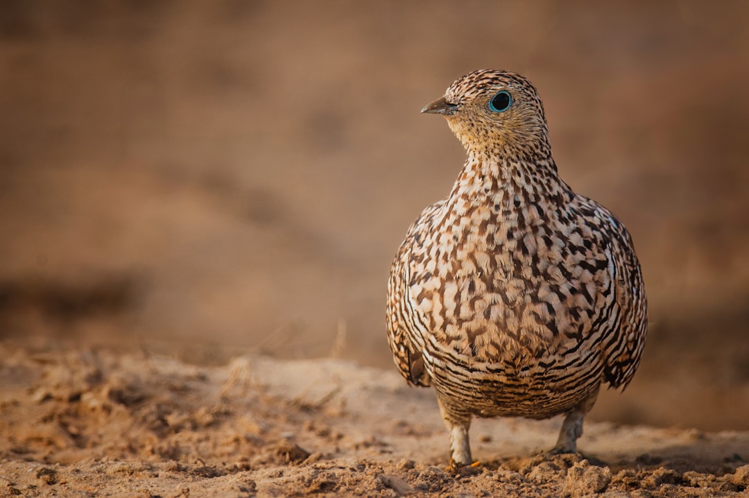 فن تصوير الوجوه (Headshots): التركيز على العيون والتعابير