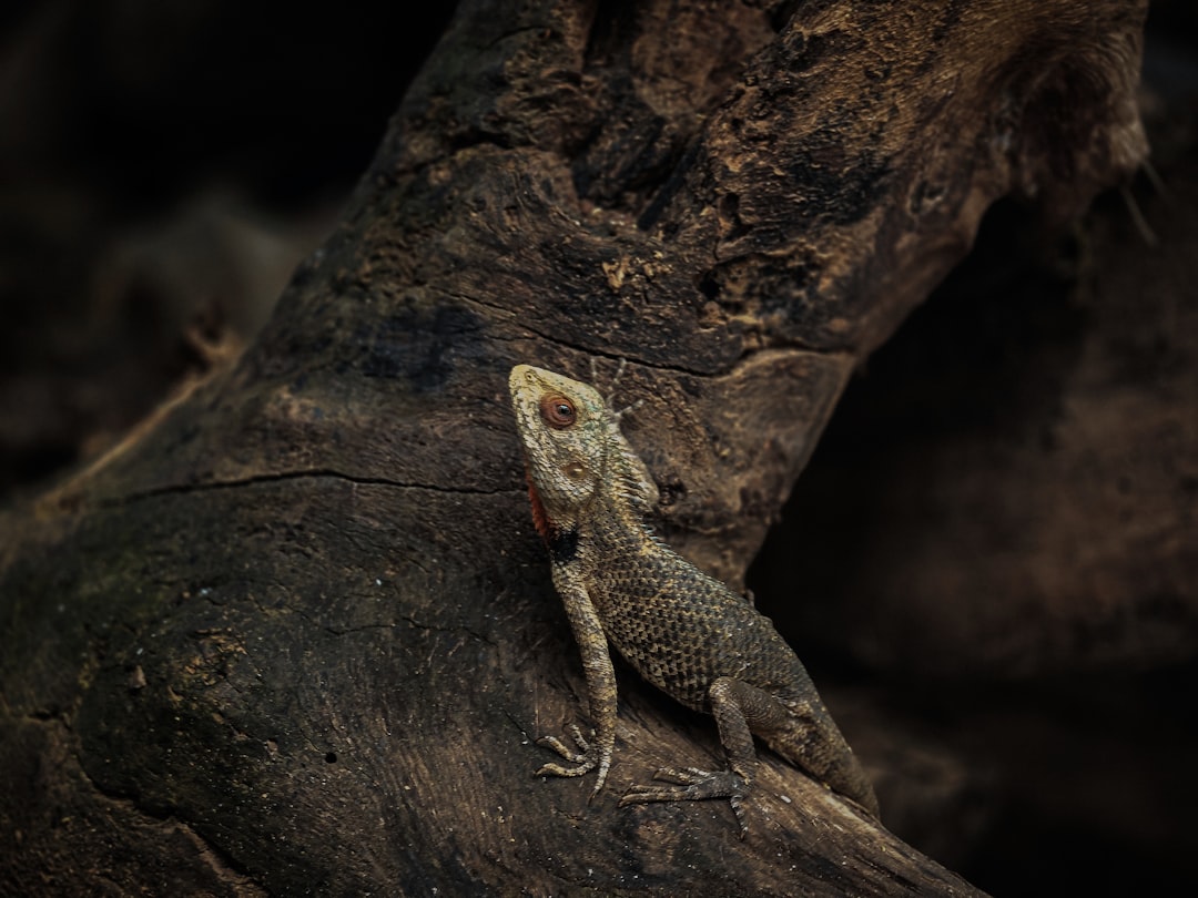 فن تصوير الوجوه (Headshots): التركيز على العيون والتعابير