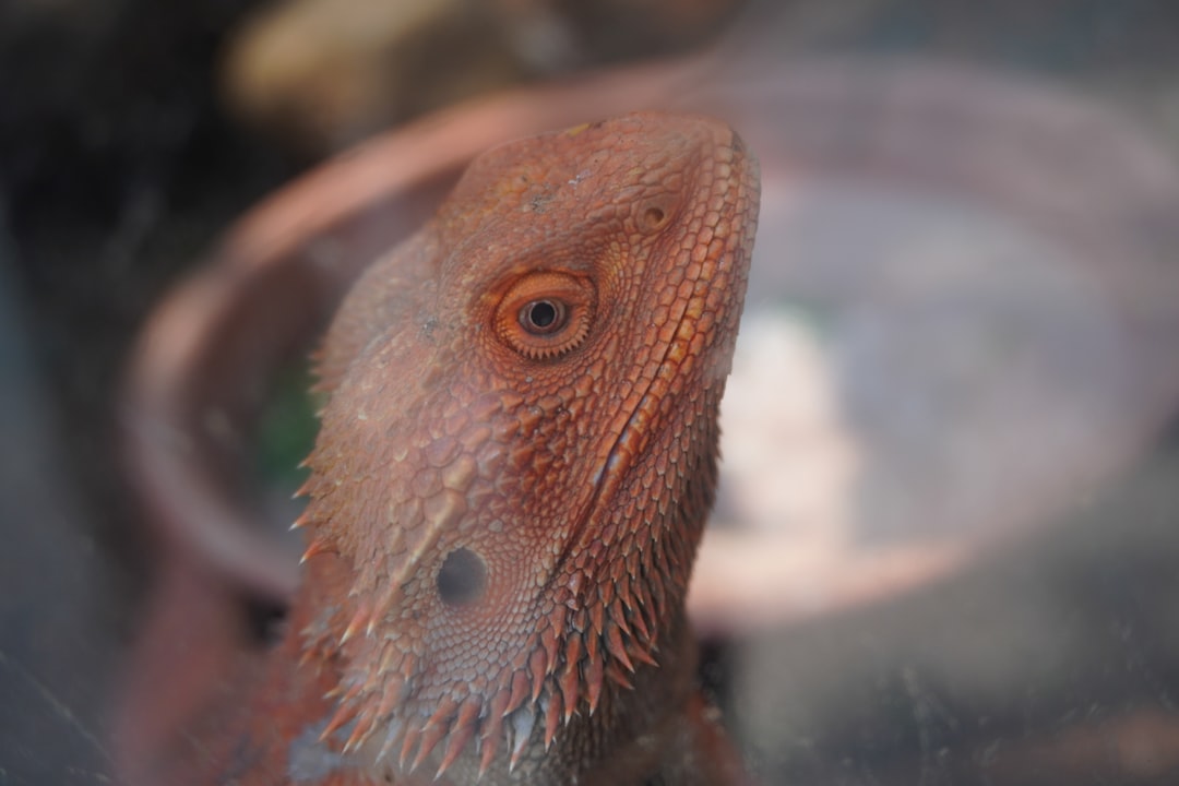 فن تصوير الوجوه (Headshots): التركيز على العيون والتعابير