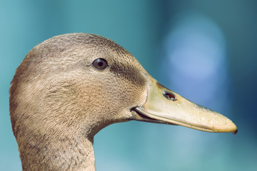 فن تصوير الوجوه (Headshots): التركيز على العيون والتعابير